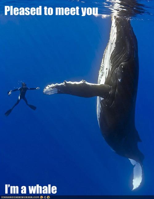 Pleased to meet you. I'm a whale.